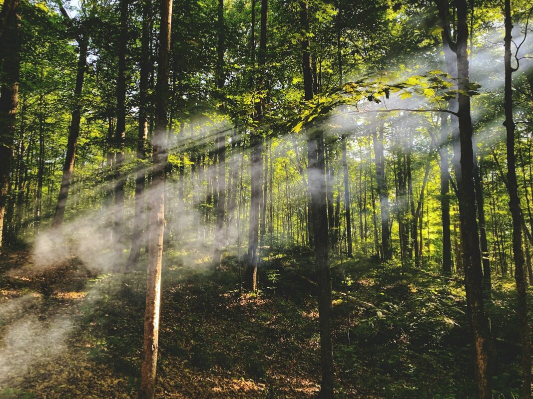 green trees andbest rehab centers in washington plants during daytime